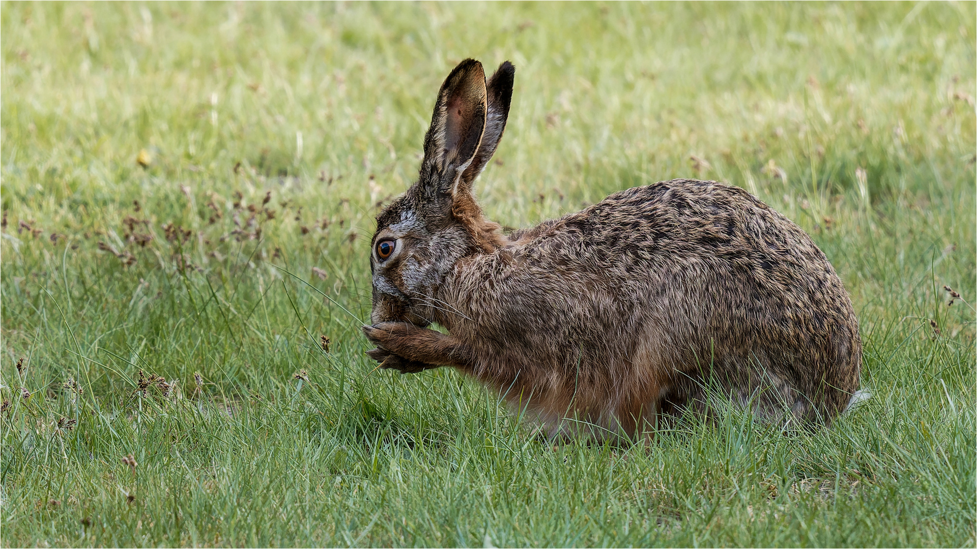 Hase oder Kaninchen das ist die Frage  .....