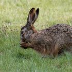 Hase oder Kaninchen das ist die Frage  .....