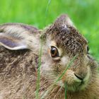 Hase oder Wildkaninchen ?