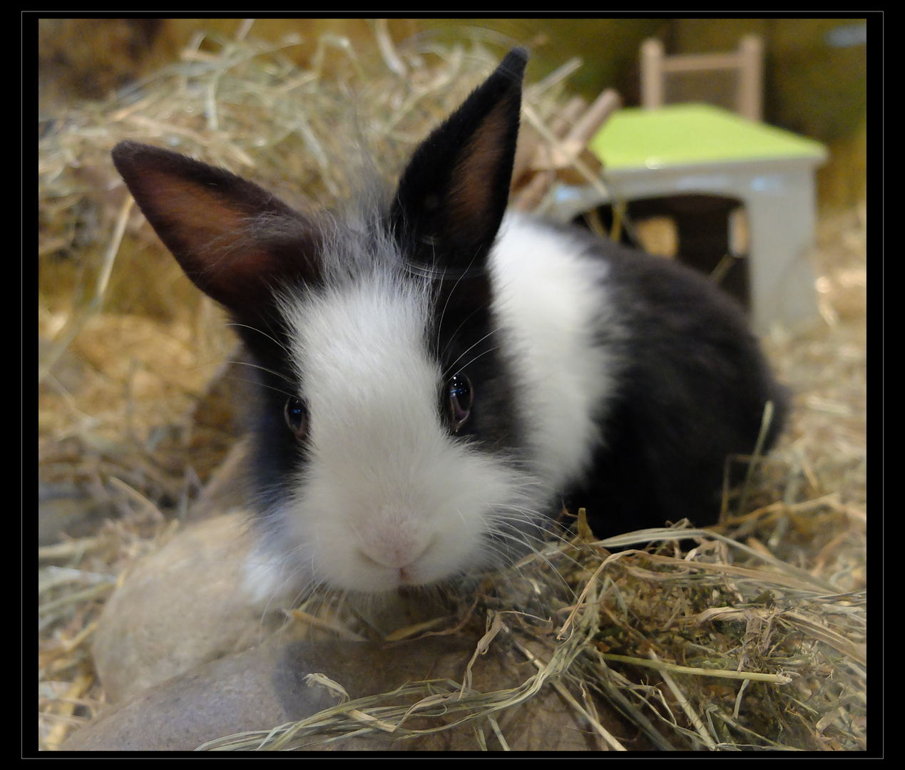 Hase Ohne Name Foto Bild Emotionen Liebe One Foto Each Day Bilder Auf Fotocommunity