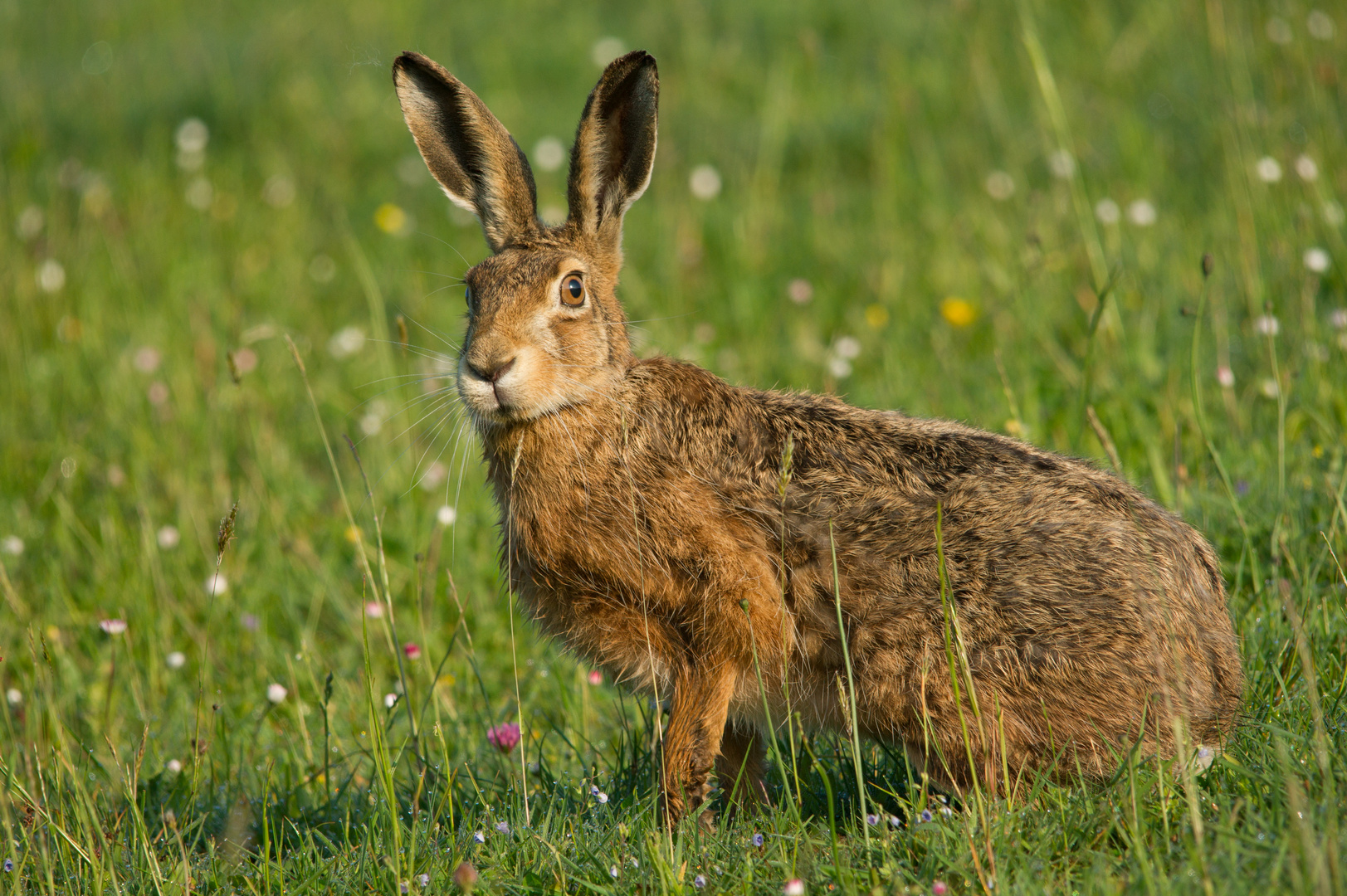 Hase Osterhase Foto &amp; Bild | tiere, wildlife, säugetiere Bilder auf ...