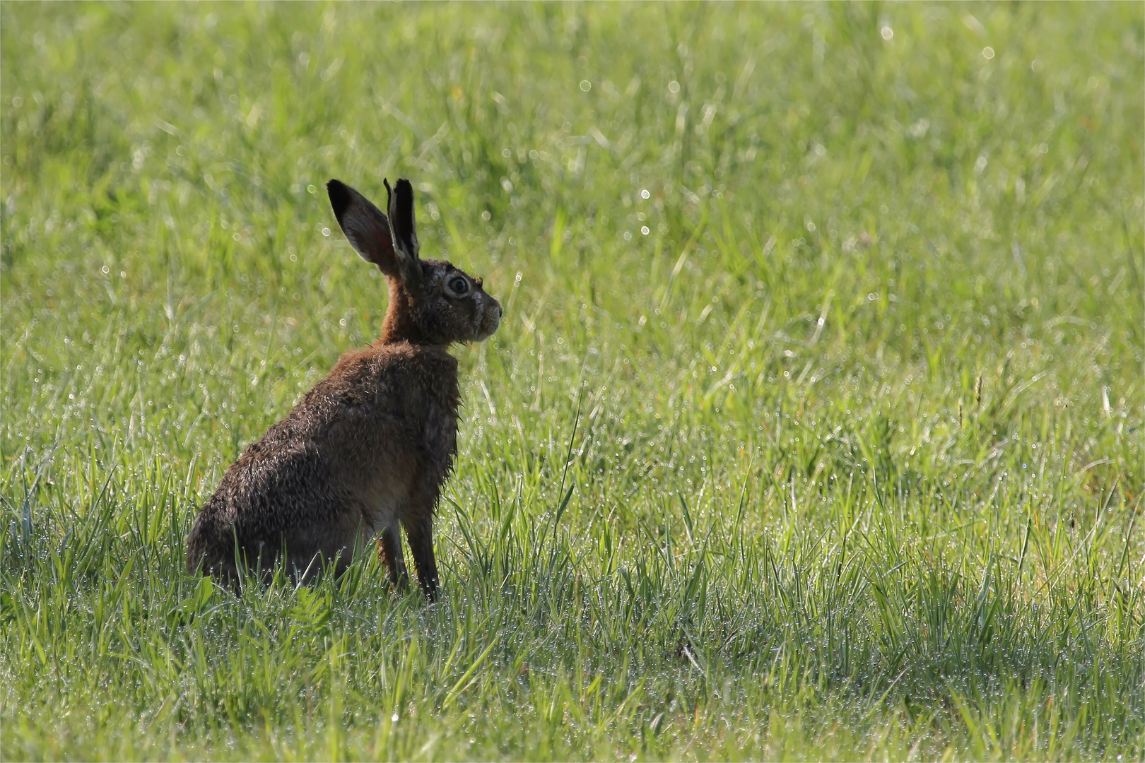 Hase Schlitzohr