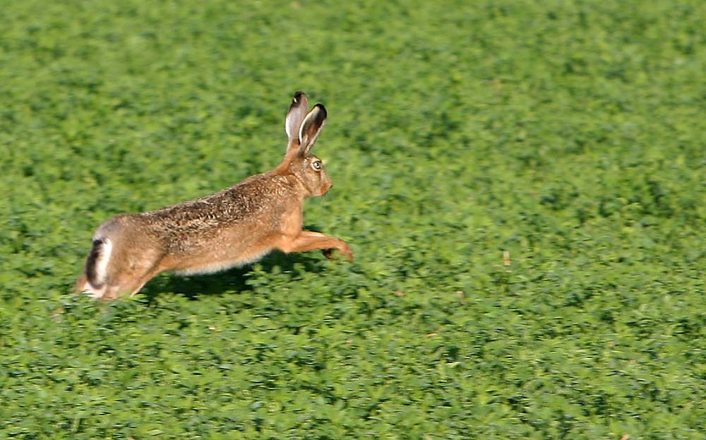 Hase - schnell weg ....