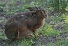 Hase sucht Asyl von Hans-Wilhelm Grömping