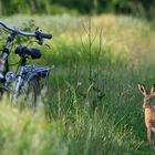 Hase sucht Fahrrad