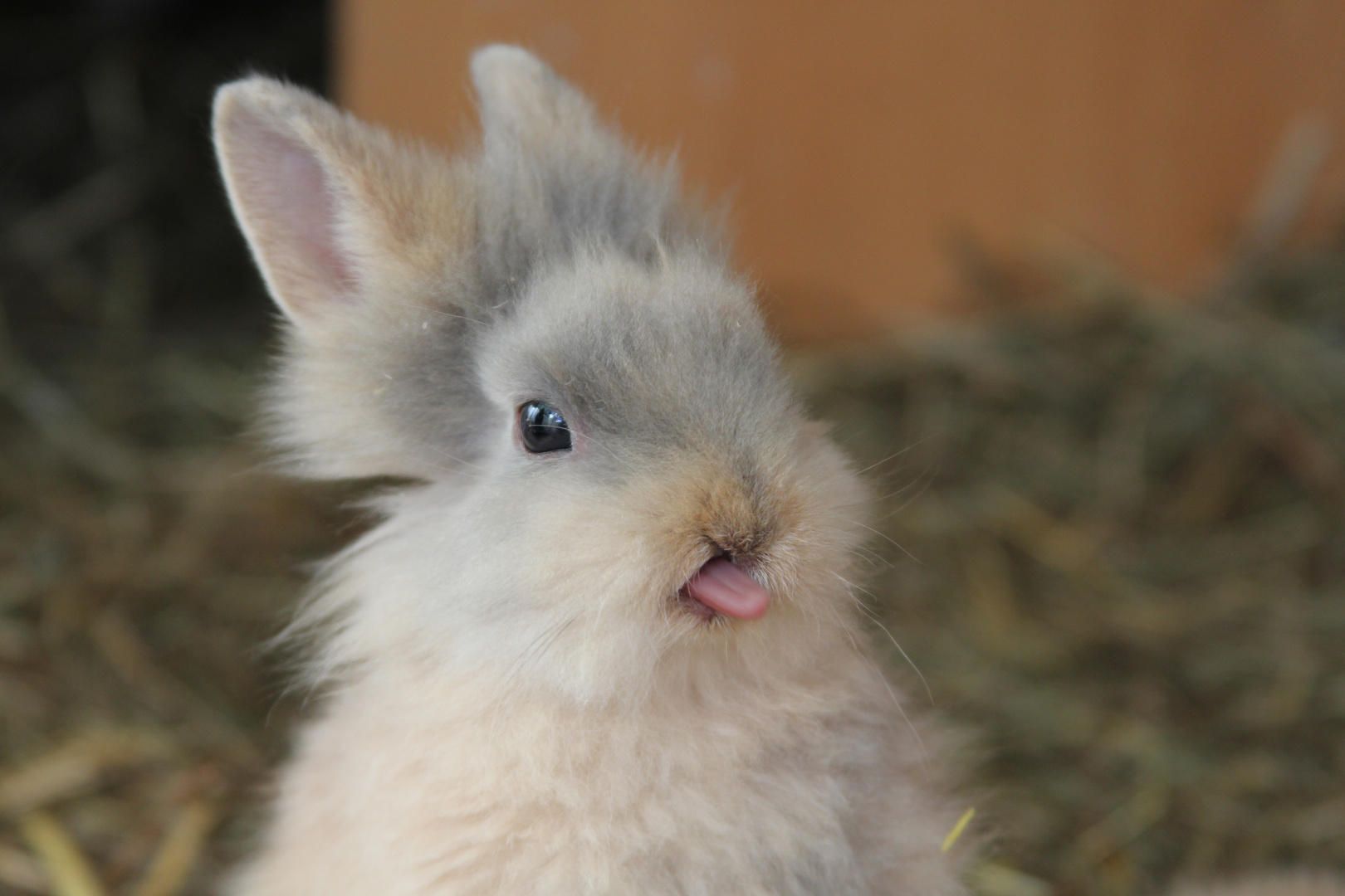 Hase sucht Häschen !