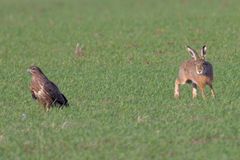 Hase und Bussard...