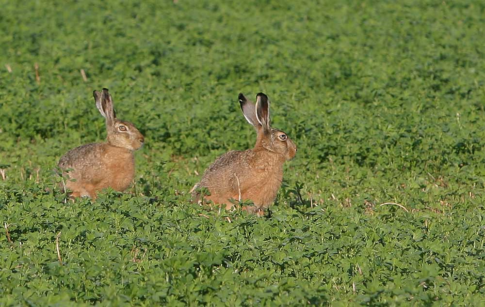 Hase und Häsin ....