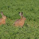 Hase und Häsin ....