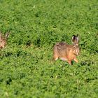 Hase und Häsin im Anmarsch ...