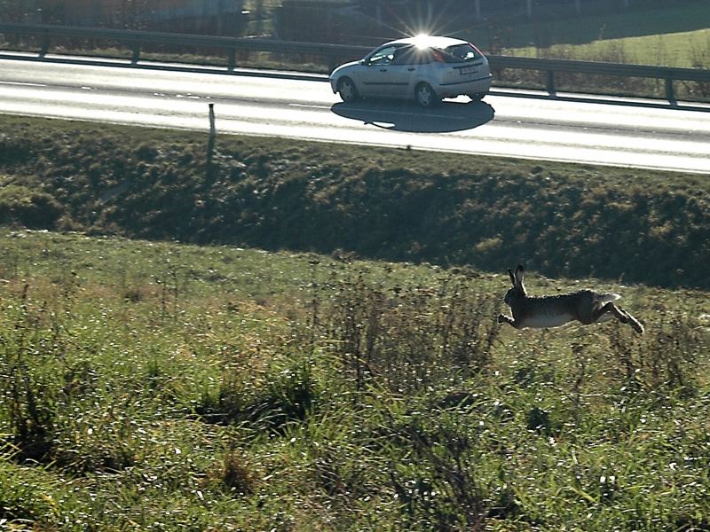 Hase und Igel ...