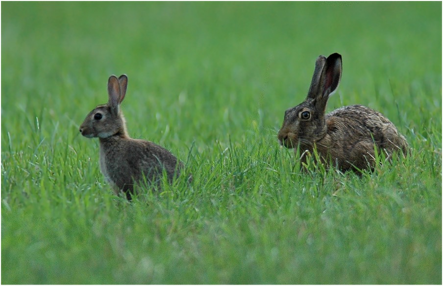 Hase und Kaninchen...