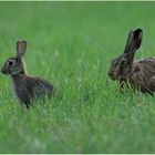 Hase und Kaninchen...