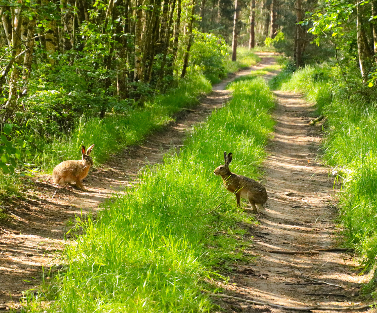 Hase und Wildkaninchen