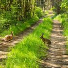 Hase und Wildkaninchen