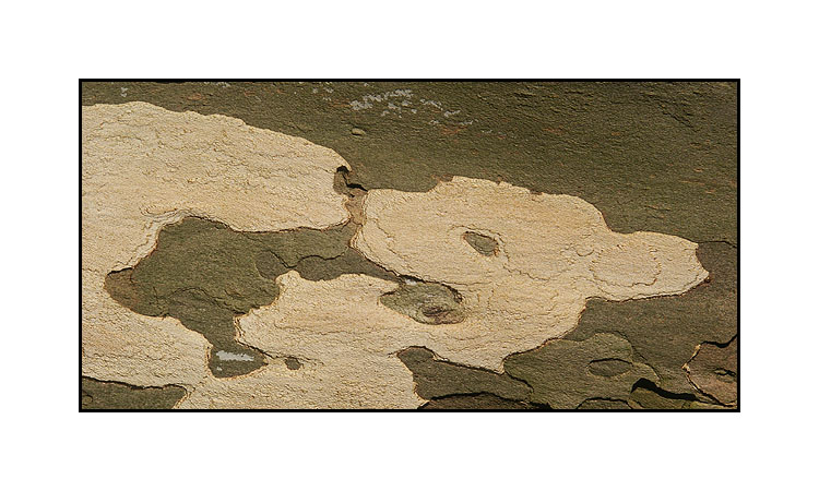Hase und Wolf Foto & Bild | natur-makros, natur-kreativ