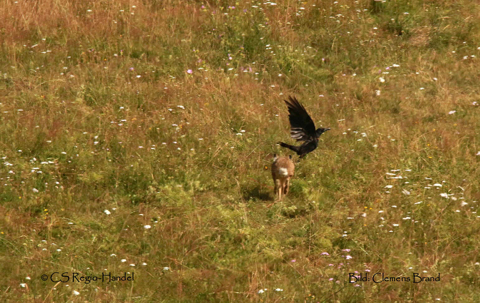 Hase verjagt Rabenvogel