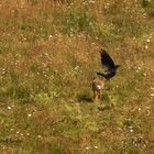 Hase verjagt Rabenvogel