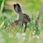 Hase verspeist Mittwochsblümchen