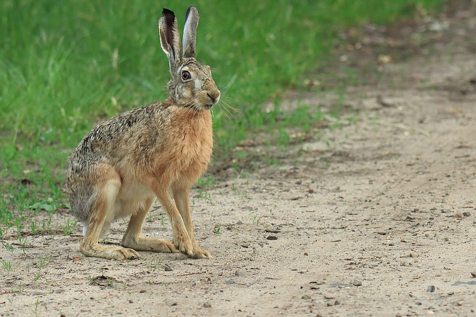 Hase vom April