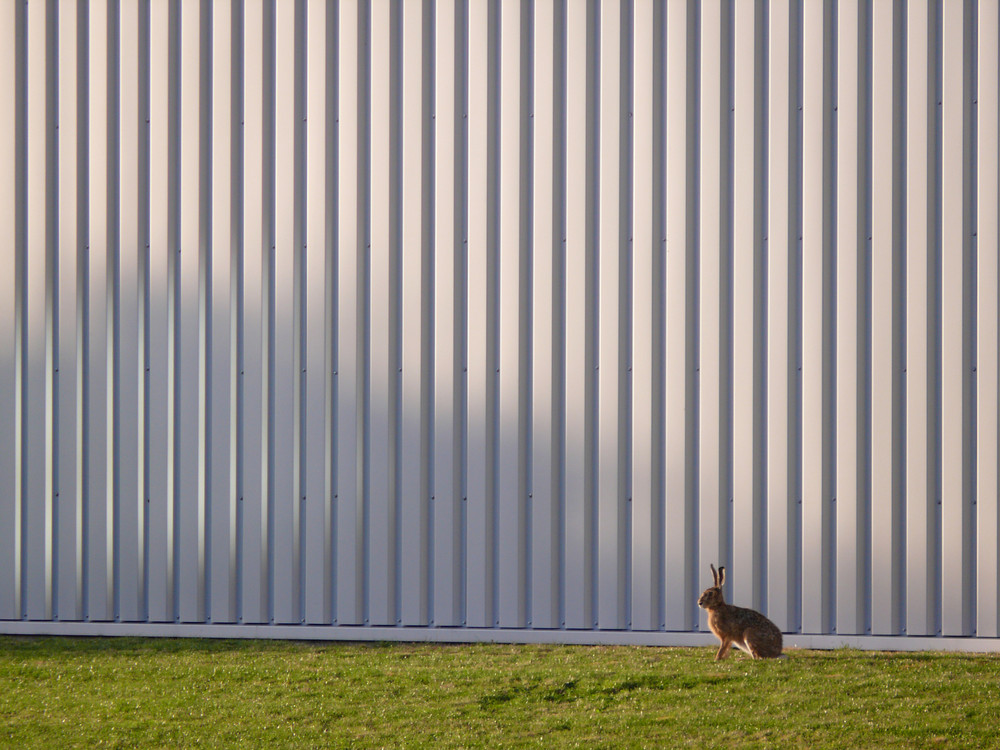 Hase vor Fabrik