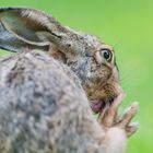 Hase (weiblich) bei der Pediküre