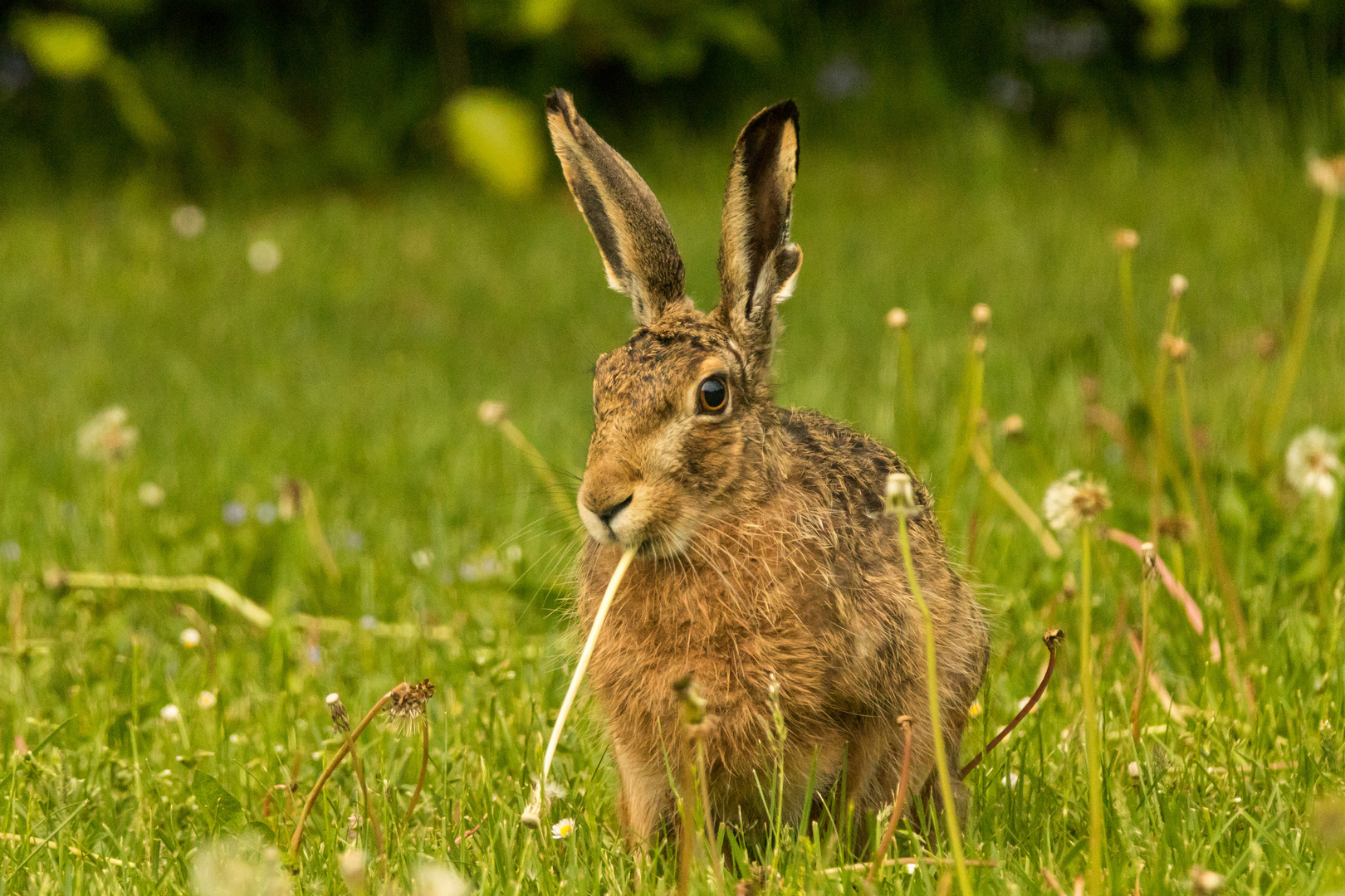 Hase zu Besuch