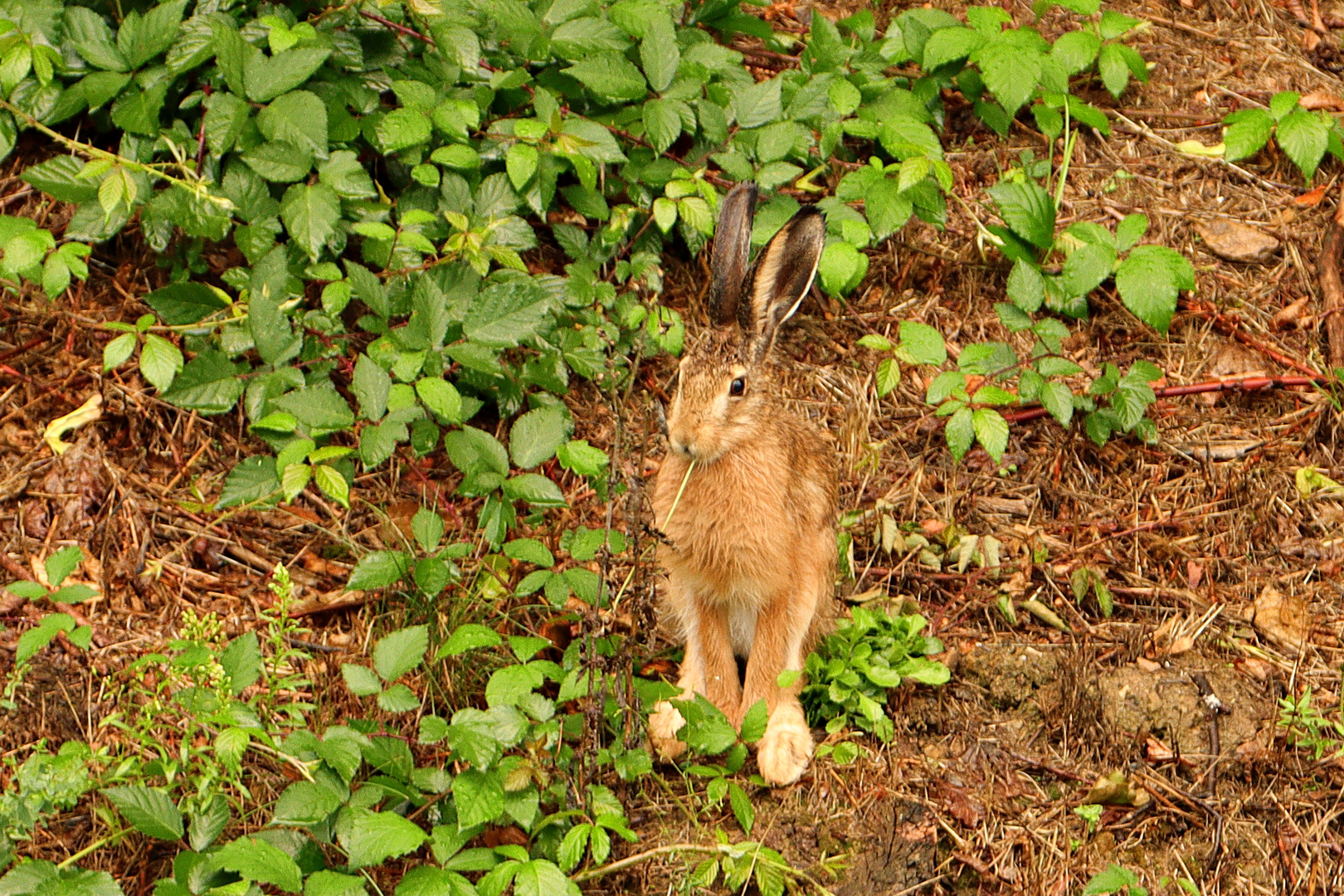 Hase zu Gast