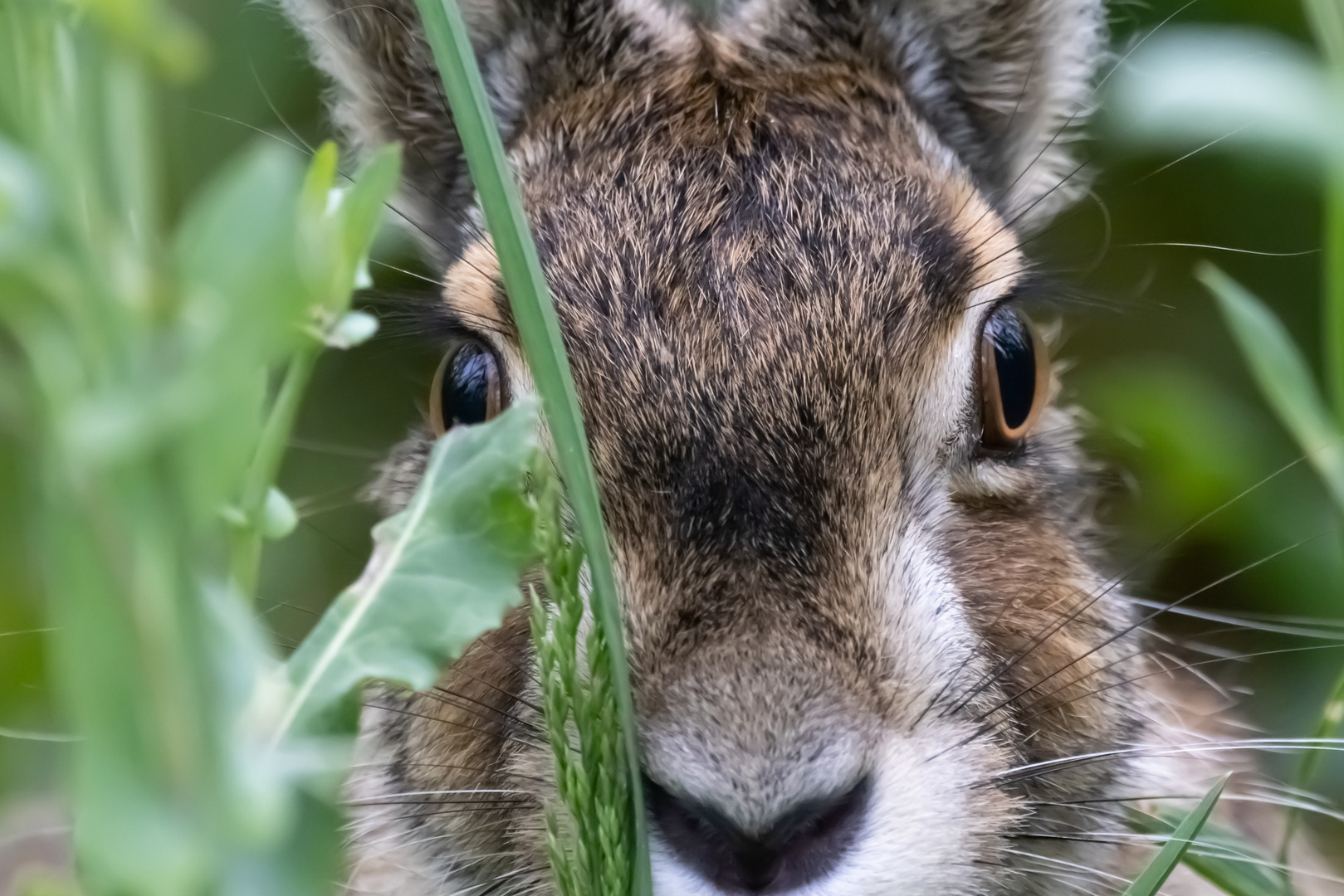 Hase zu nahe am Objektiv 