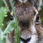 Hase zu nahe am Objektiv 