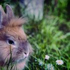 Hase zu Ostern