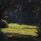 Hasefriedhof OS - Herbstlicht