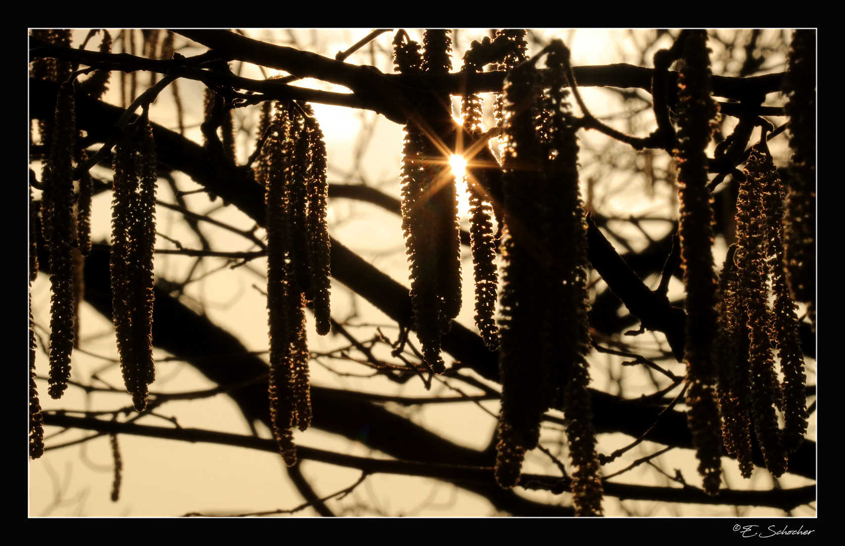 Hasel im Gegenlicht