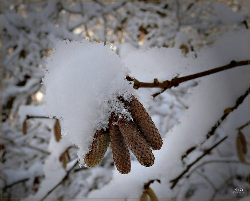 Hasel im Schnee 2