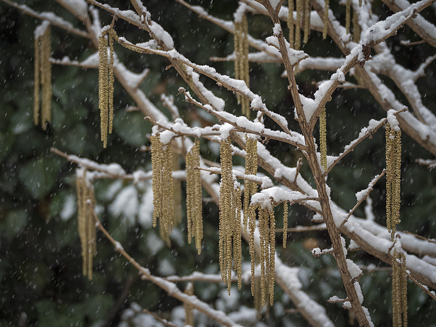 hasel im schnee