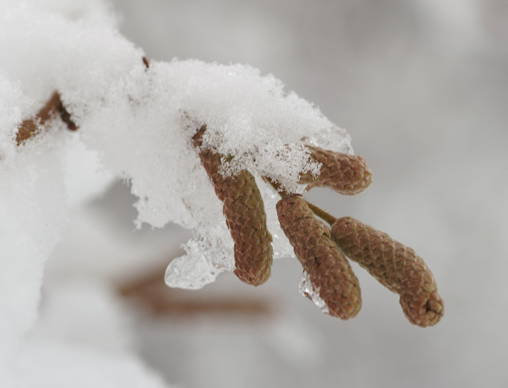 Hasel im Schnee