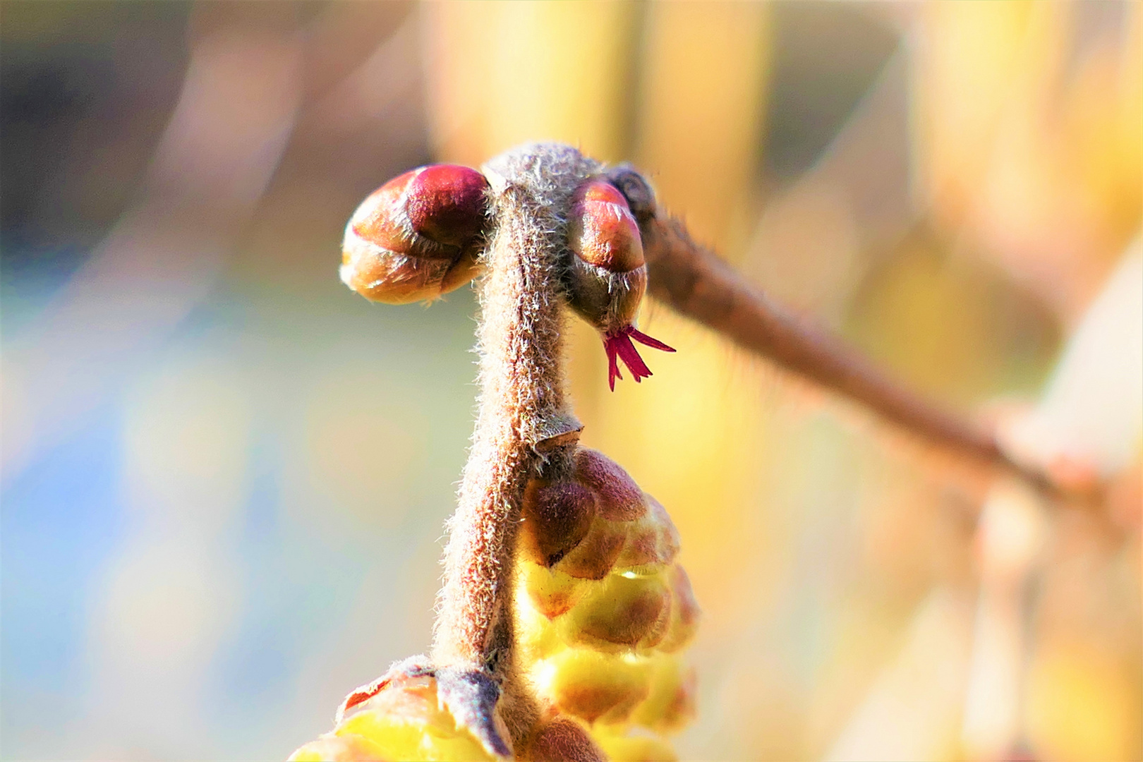 Hasel in der Wintermorgensonne