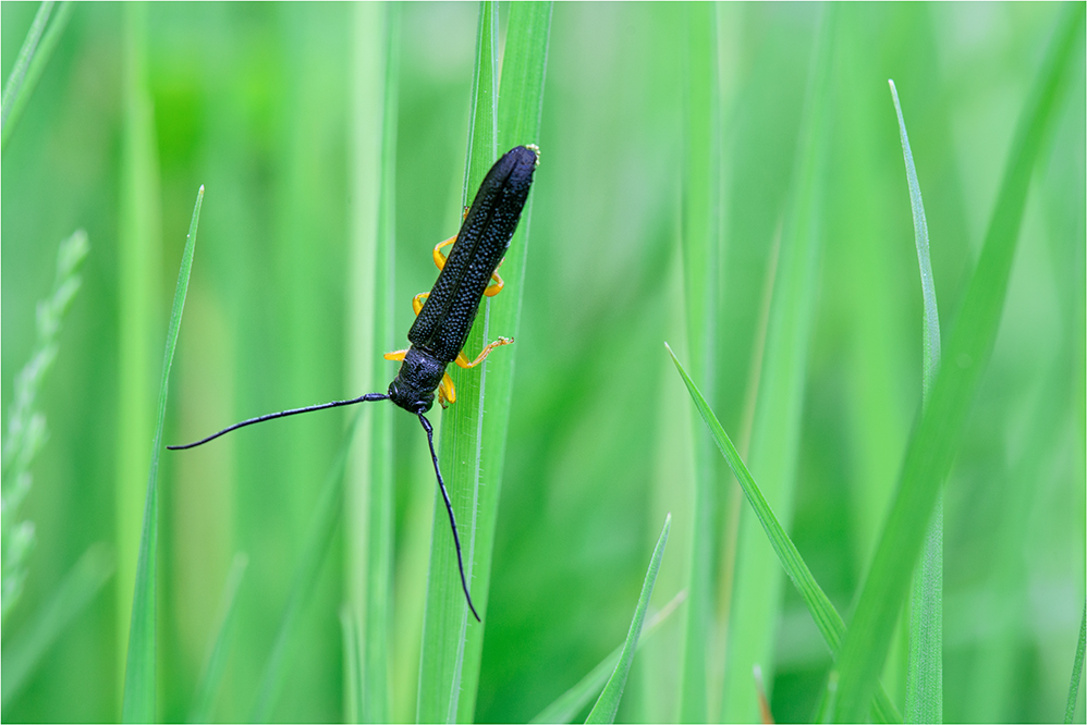 Hasel-Linienbock (Oberea linearis) #2