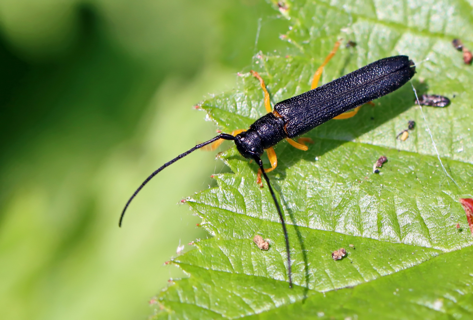 Hasel-Linienbock (Oberea linearis)