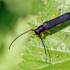 Hasel-Linienbock (Oberea linearis)