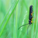 Hasel-Linienbock (Oberea linearis)