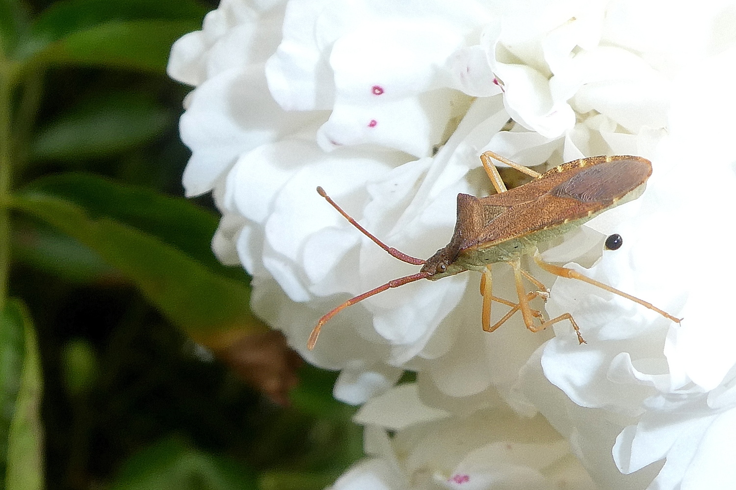 Hasel-Randwanze auf Rosenblüte