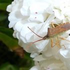 Hasel-Randwanze auf Rosenblüte