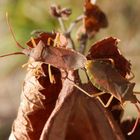 Hasel-Randwanzen (Gonocerus acuteangulatus) bei der Paarung