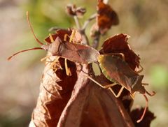 Hasel-Randwanzen (Gonocerus acuteangulatus) bei der Paarung