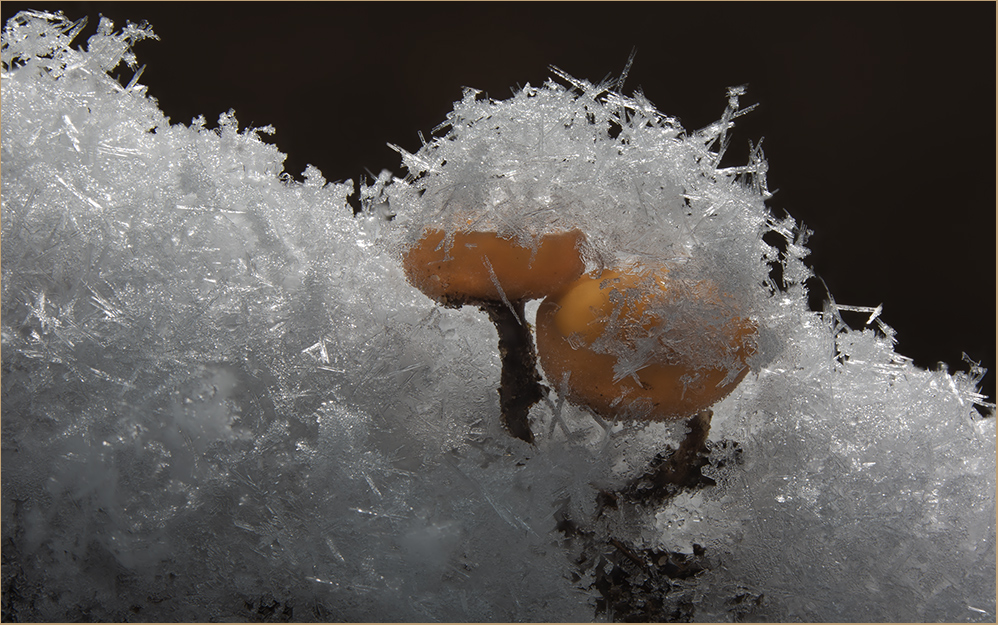 Hasel-Stromabecherling im Schnee