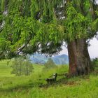  Haselbach / Bayersoien