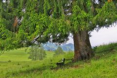  Haselbach / Bayersoien