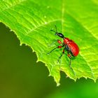 Haselblatt-Roller (Apoderus coryli)