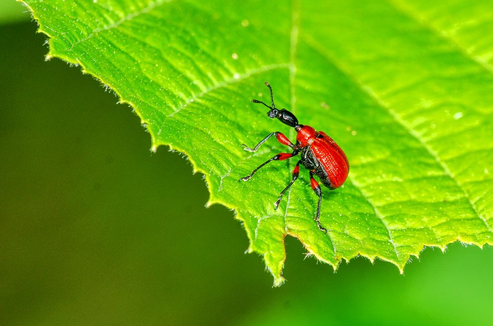 Haselblatt-Roller (Apoderus coryli)